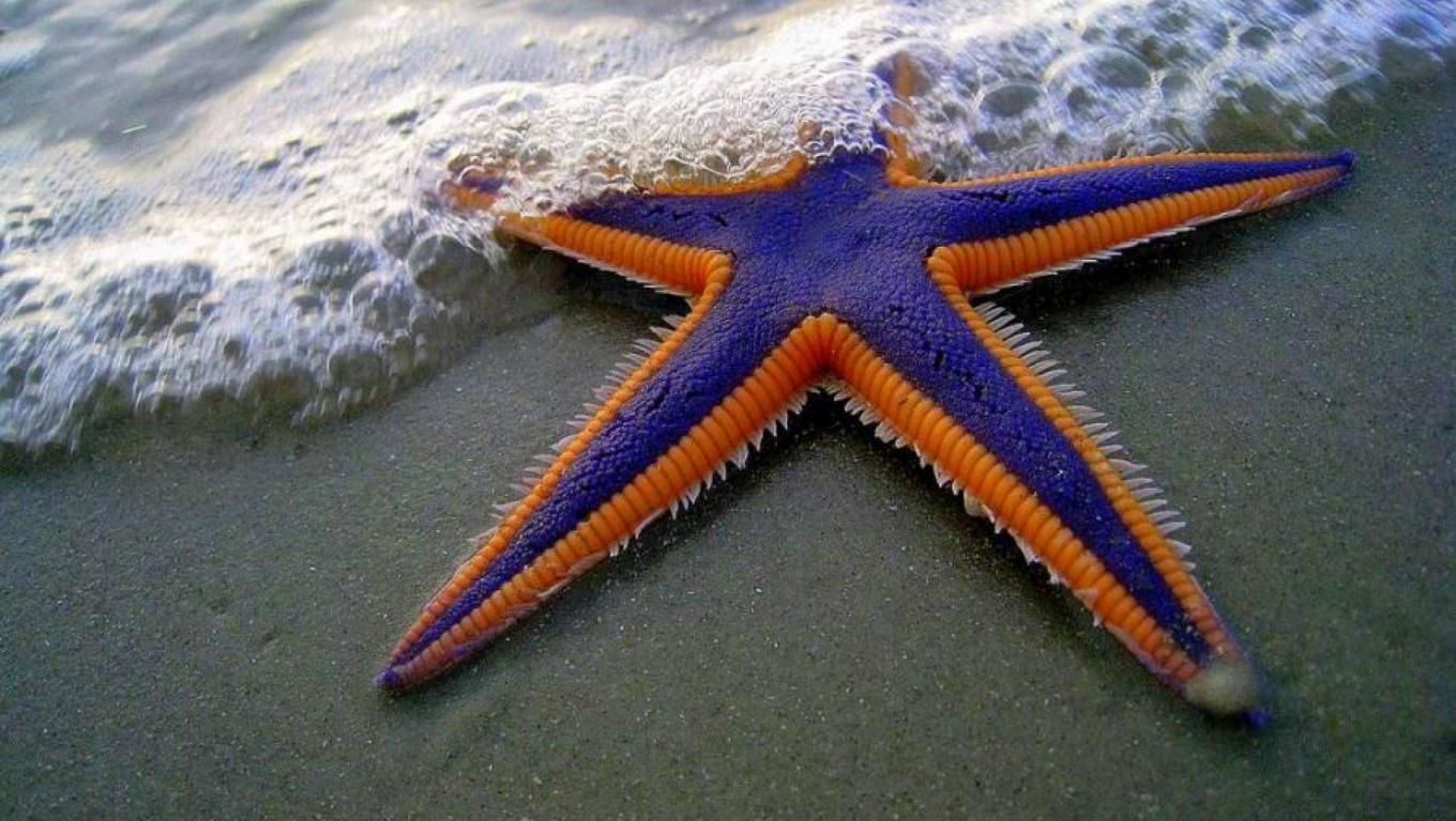 1360x768, 157 Kb / звезда, пена