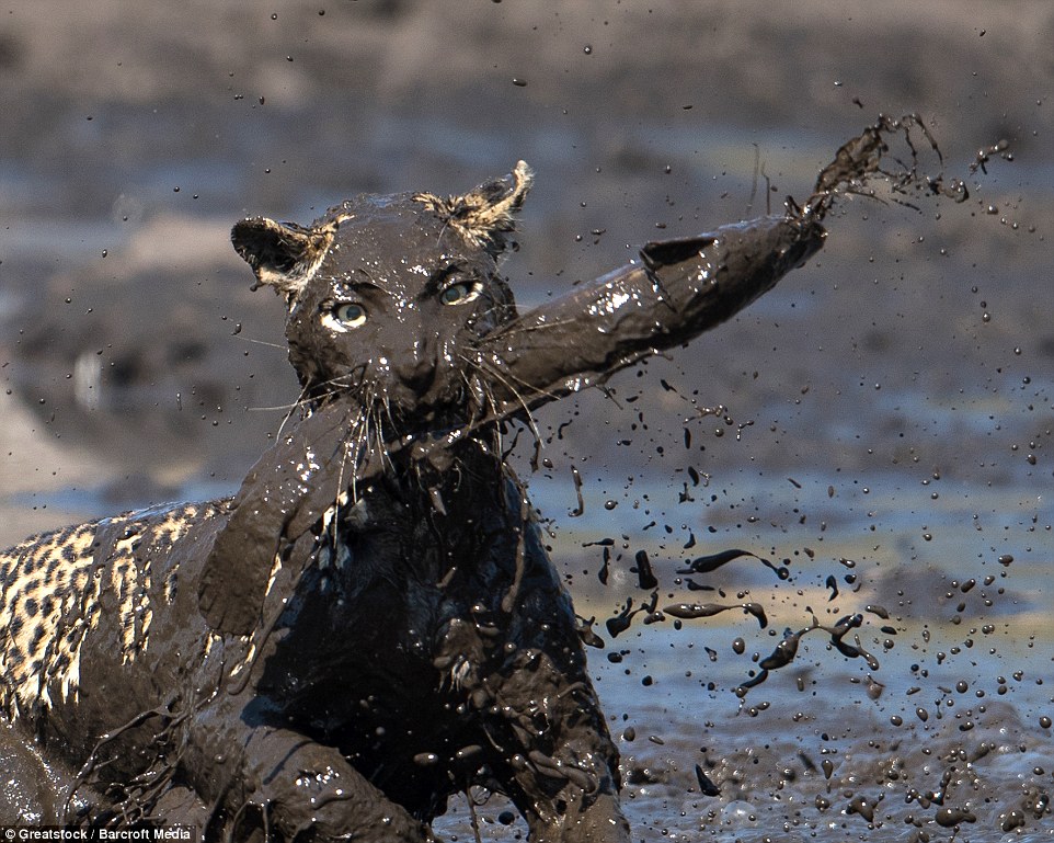 962x769, 216 Kb / Леопард, рыба, грязь