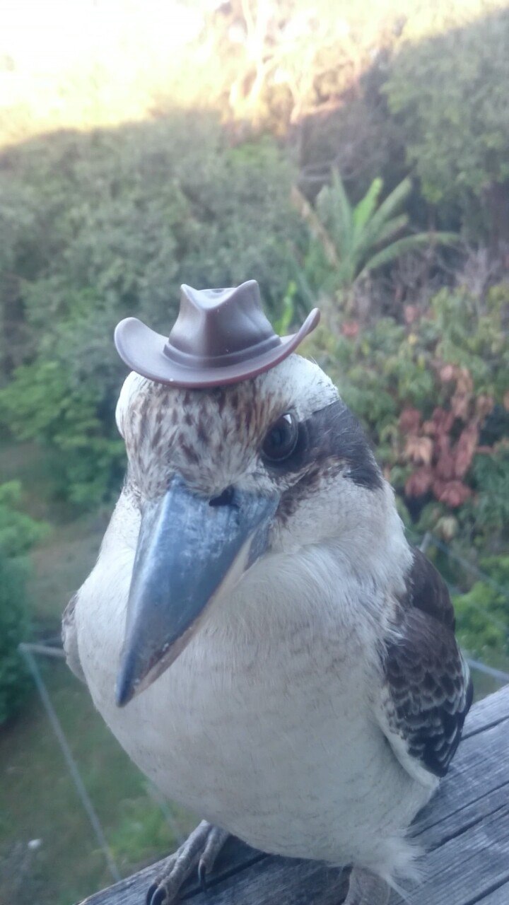 720x1280, 127 Kb / Птица, шляпа, клюв