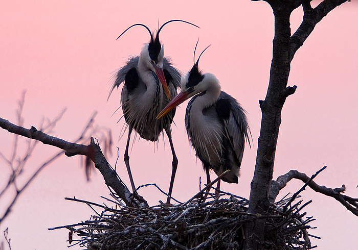 700x490, 223 Kb / Цапли, гнездо