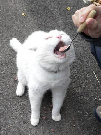 347x464, 33 Kb / кот, ложка