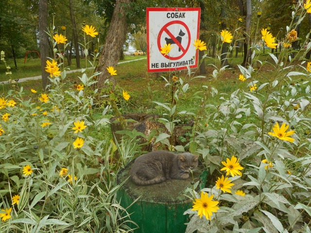 640x480, 165 Kb / кот, знак, пень, парк