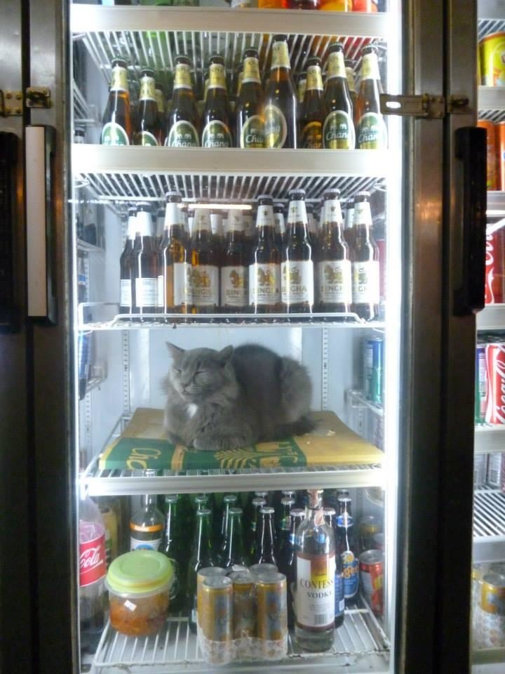 720x960, 133 Kb / Кошка, пиво, холодильник