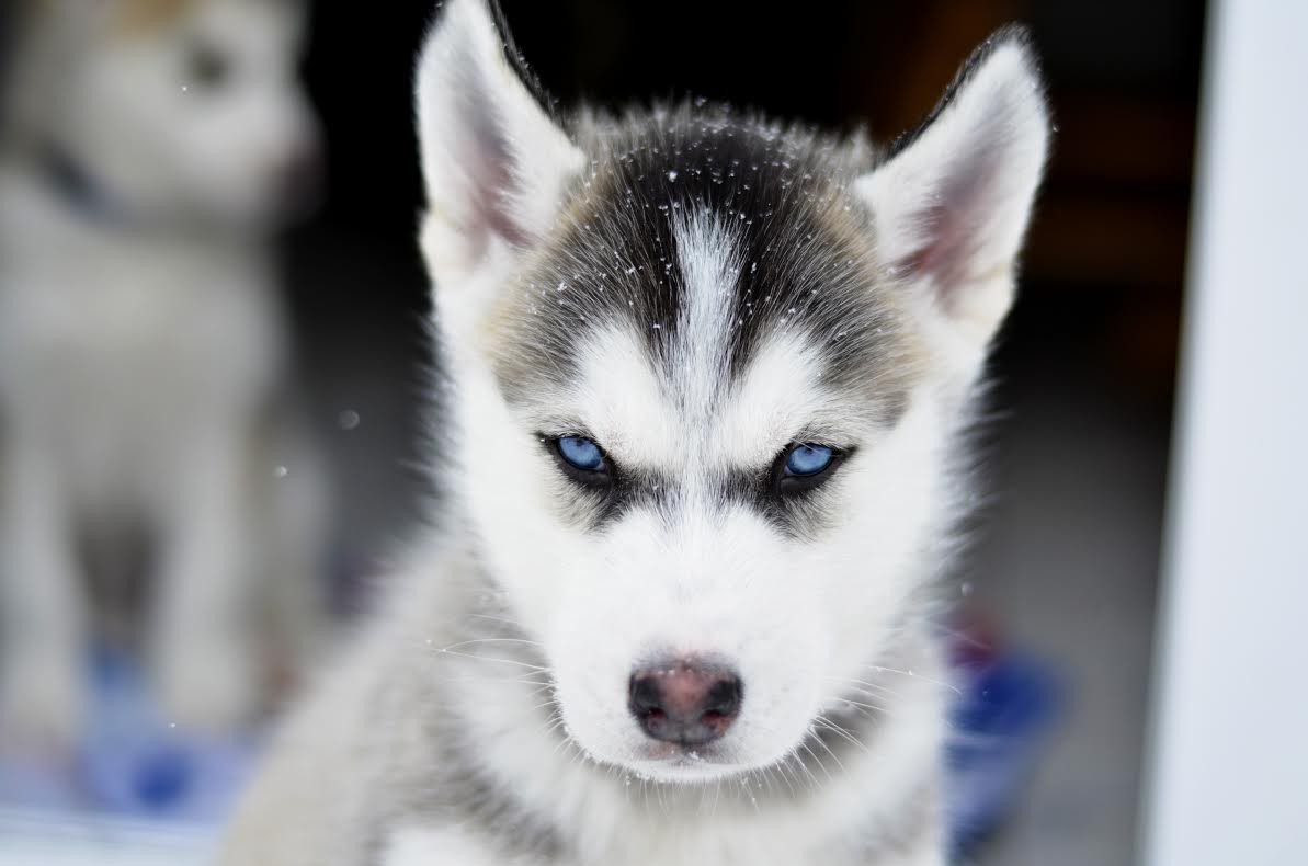 1193x790, 77 Kb / хаски, щенок, суровый