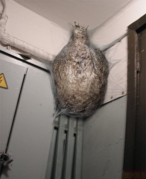 488x598, 52 Kb / кокон, подъезд, паутина