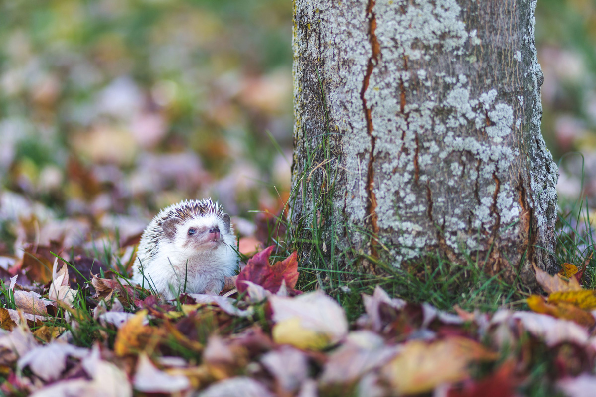 1200x800, 363 Kb / ёжик, дерево, листва, трава, осень