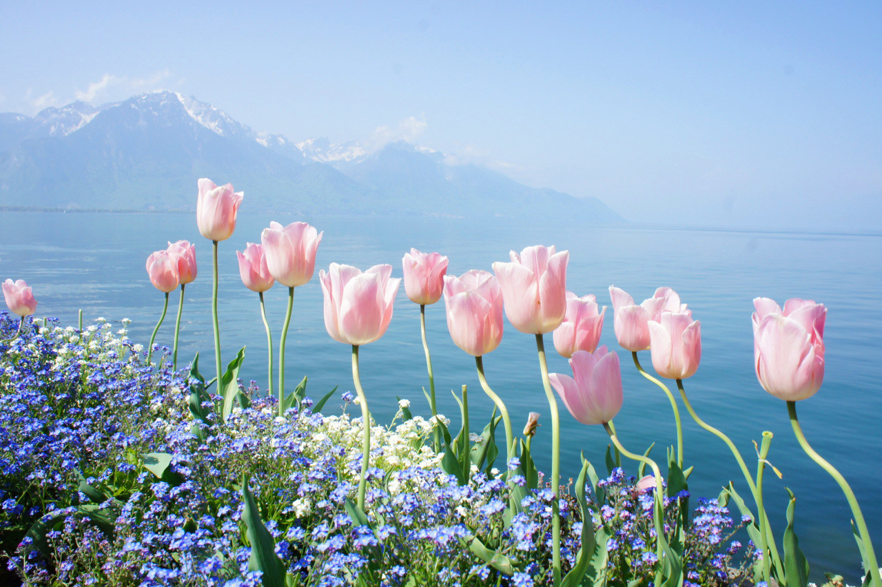 1280x852, 388 Kb / тюльпаны, цветы, горы, море
