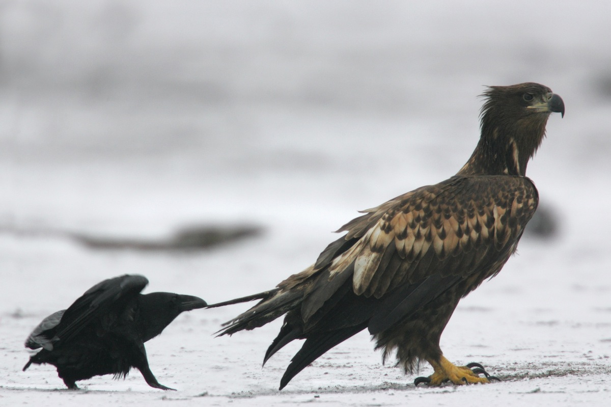 1200x799, 162 Kb / орёл, ворон, перо