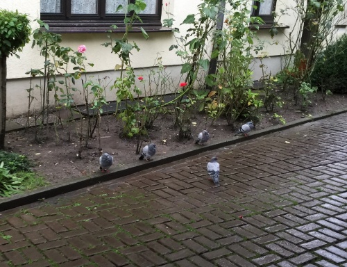 500x384, 101 Kb / голуби, строй