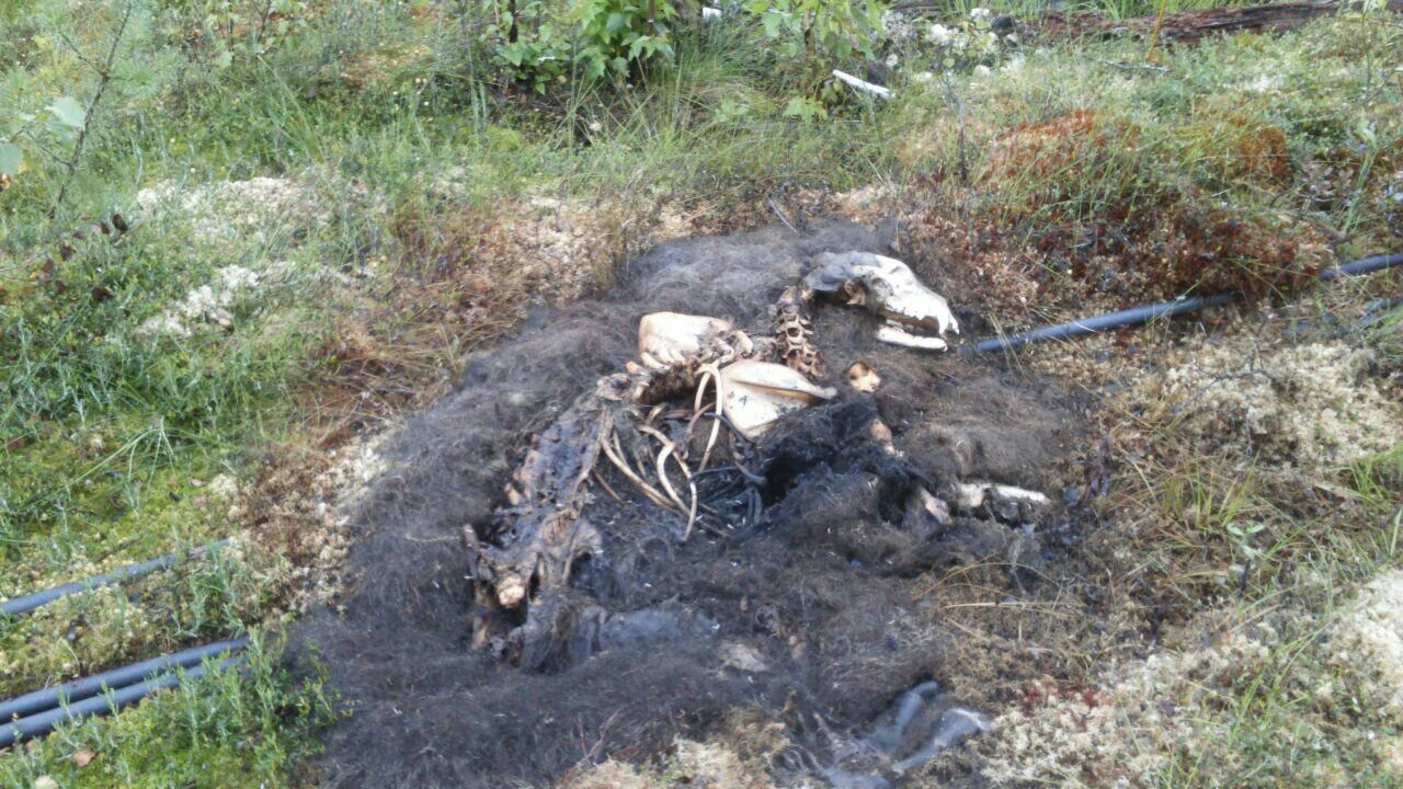 1280x720, 272 Kb / медведь, останки, кабель