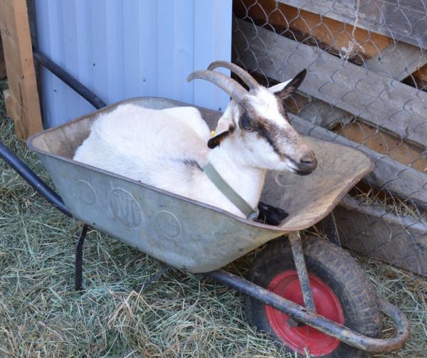 600x503, 99 Kb / коза, на, тачке, nemolodoj