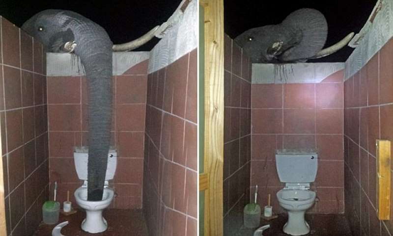 800x481, 34 Kb / Туалет, слон