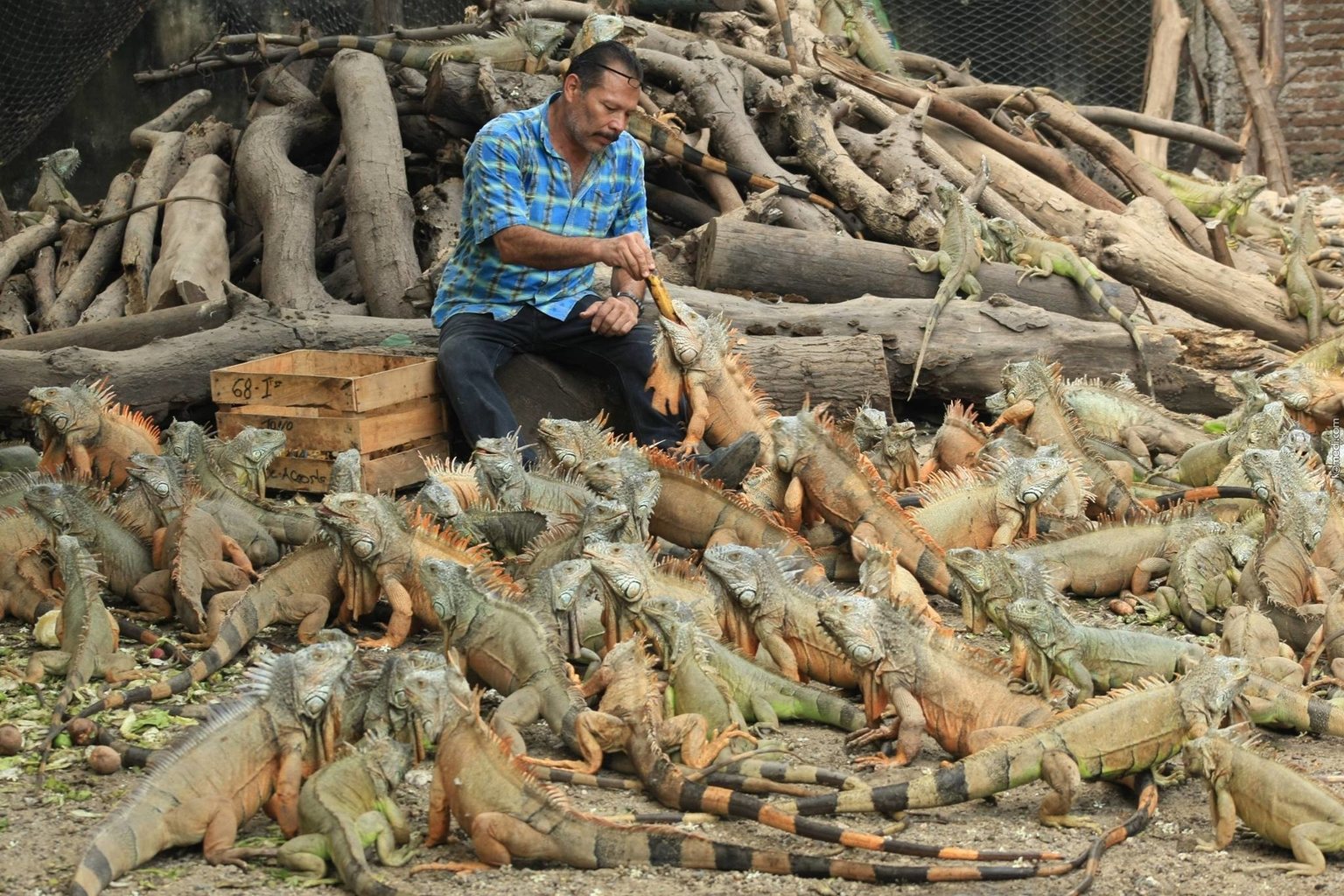 1536x1024, 396 Kb / ящерицы, вараны, латинос, банан, ящик, рептилии