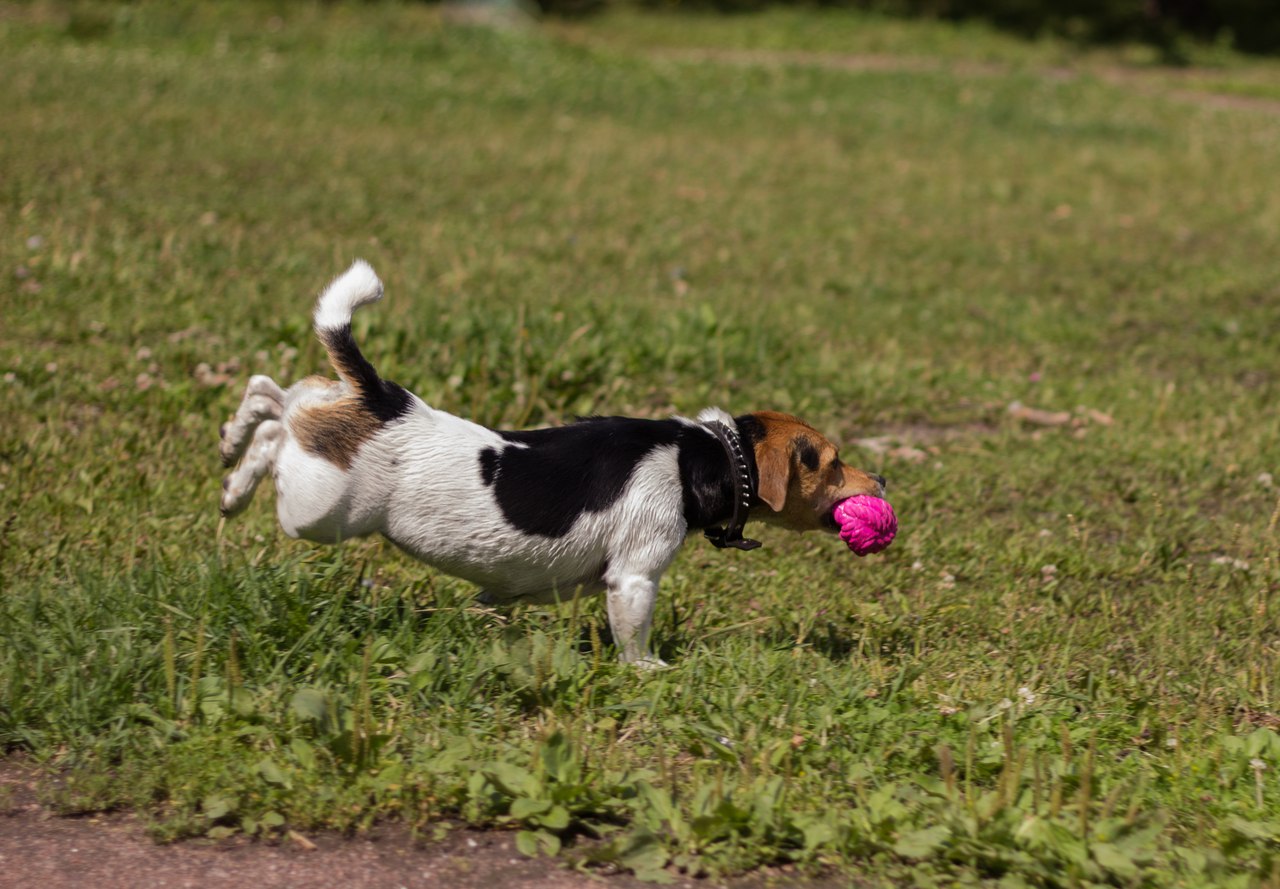 1280x889, 214 Kb / терьер, стойка, поймал, мячик