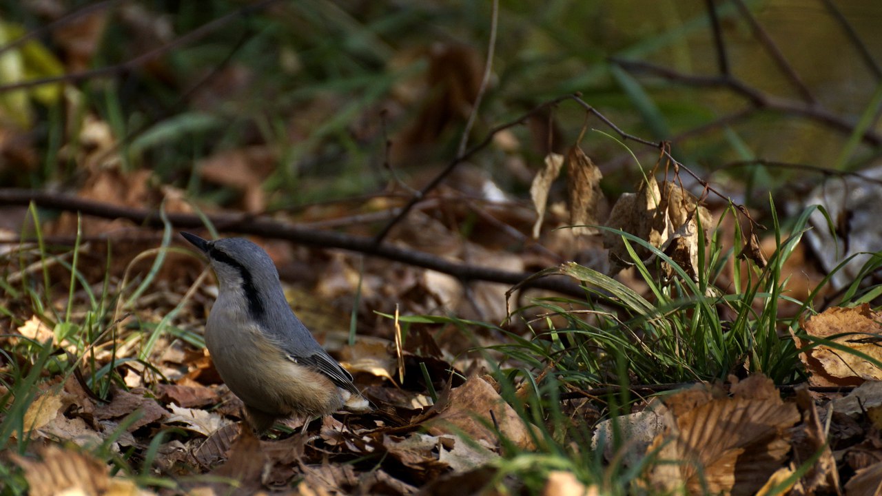 1280x720, 174 Kb / поползень, птица, трава, листья