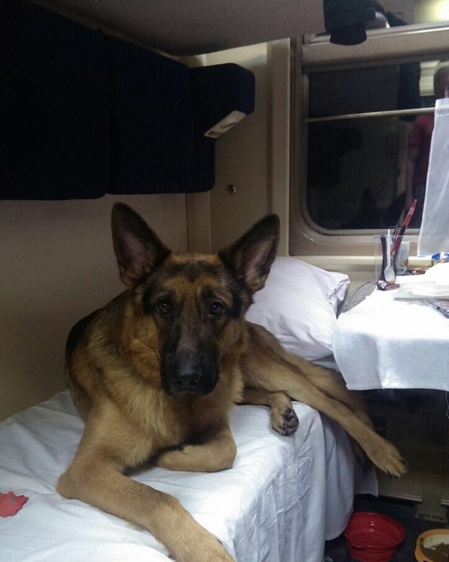 640x800, 61 Kb / поезд, купе, постель, собака