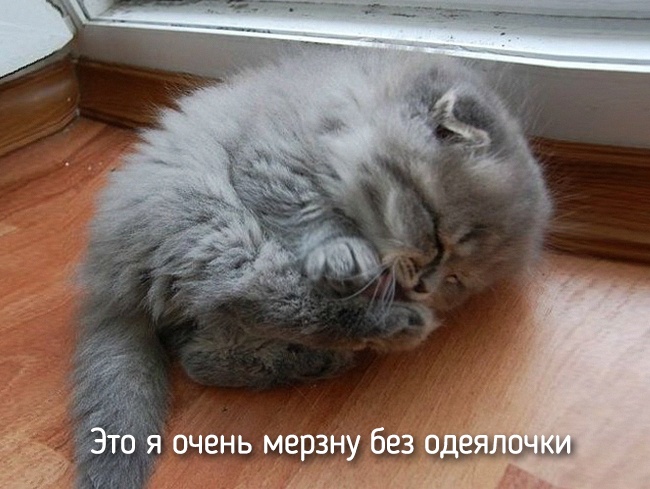 650x489, 115 Kb / подоконник, котенок,