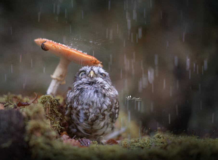 905x663, 48 Kb / сова, гриб, дождь