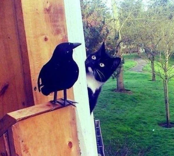 593x529, 67 Kb / котэ, скворечник, птица, ворона