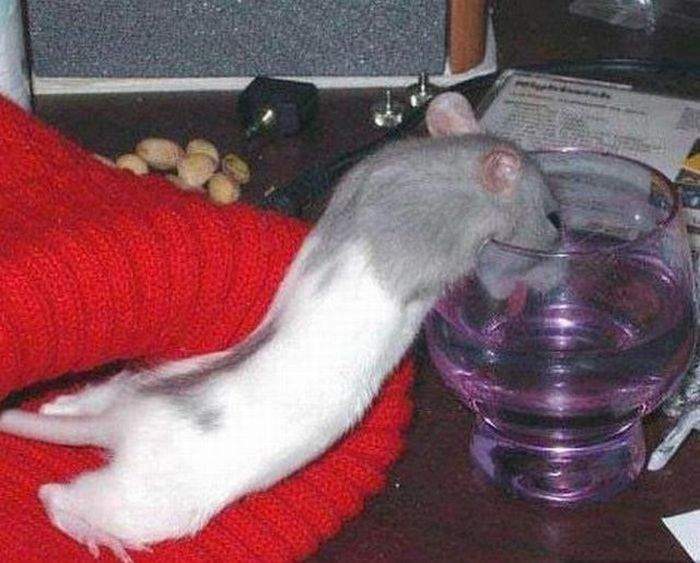 700x563, 58 Kb / крыса, бокал, рюмка