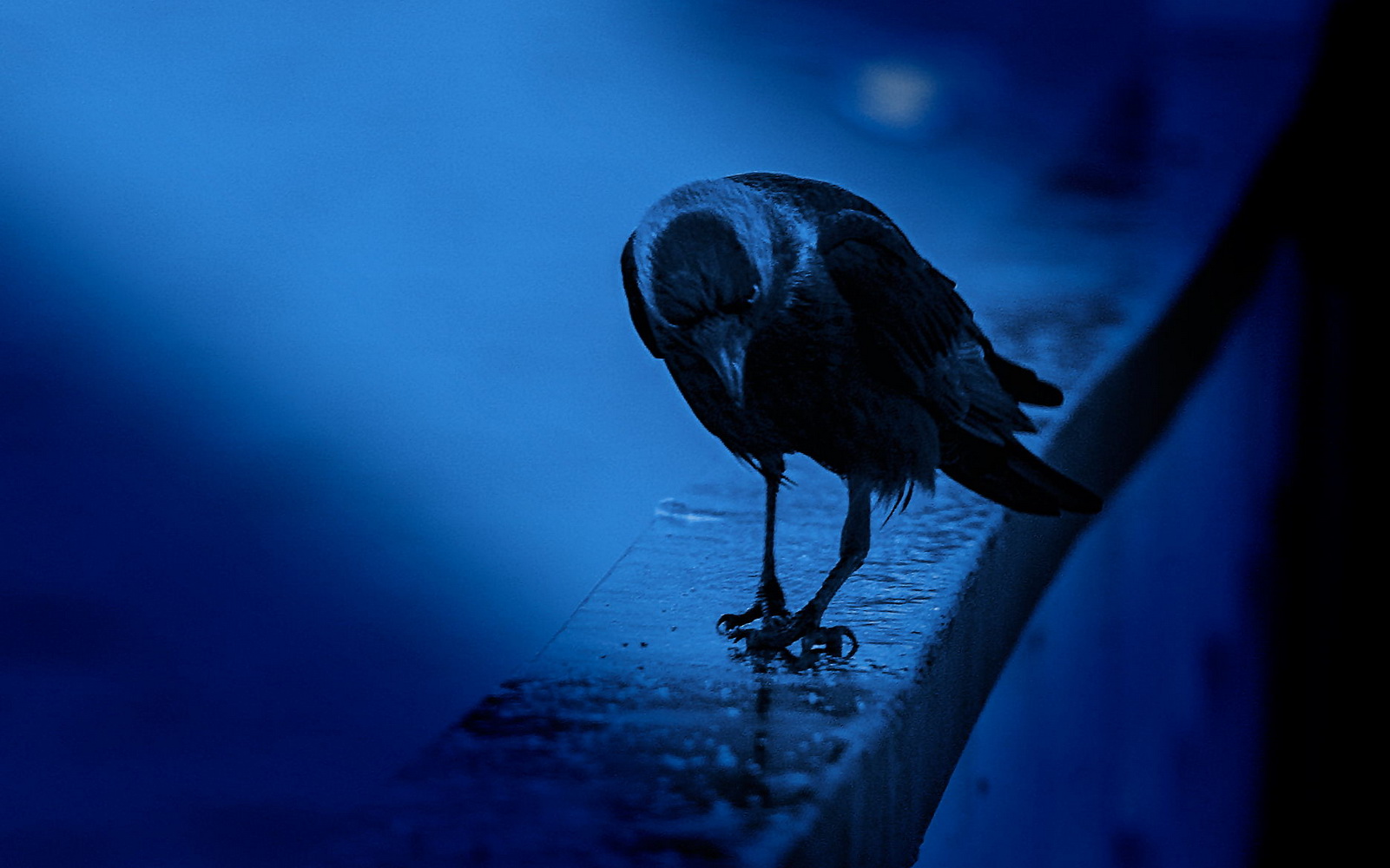 1601x1000, 287 Kb / галка, птица, синий, фон, парапет