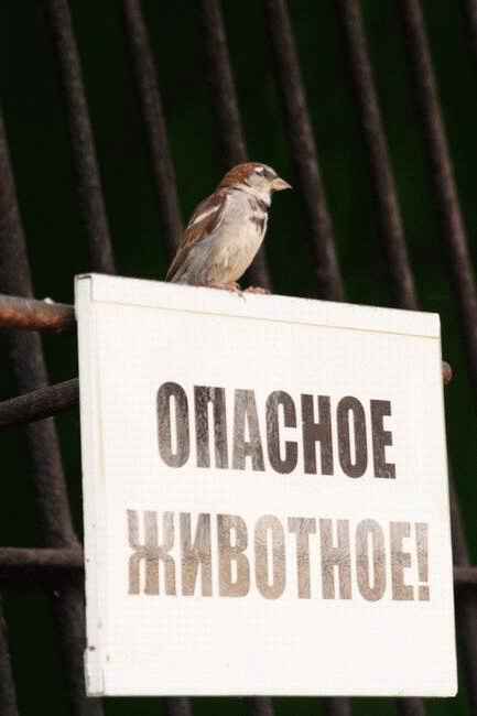 433x650, 16 Kb / опасное животное, воробей
