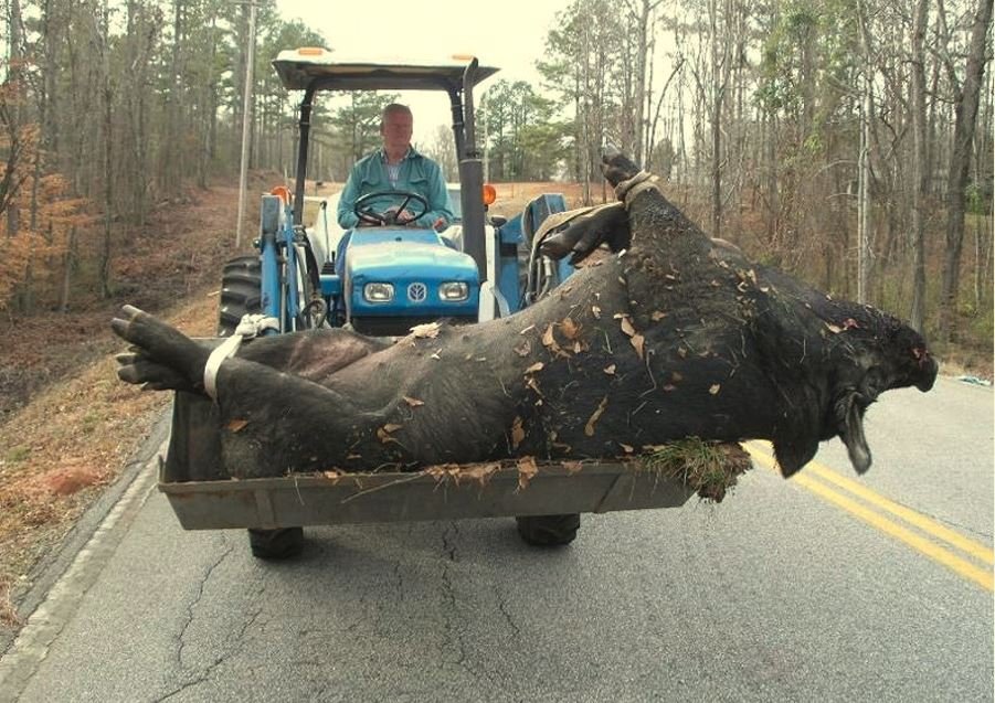 901x637, 143 Kb / кабан, трактор, хряк, свинья, вепрь