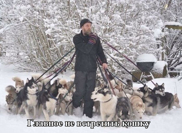 600x440, 109 Kb / зима, снег, собаки, хаски