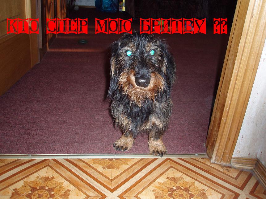 861x646, 112 Kb / собака, бритва