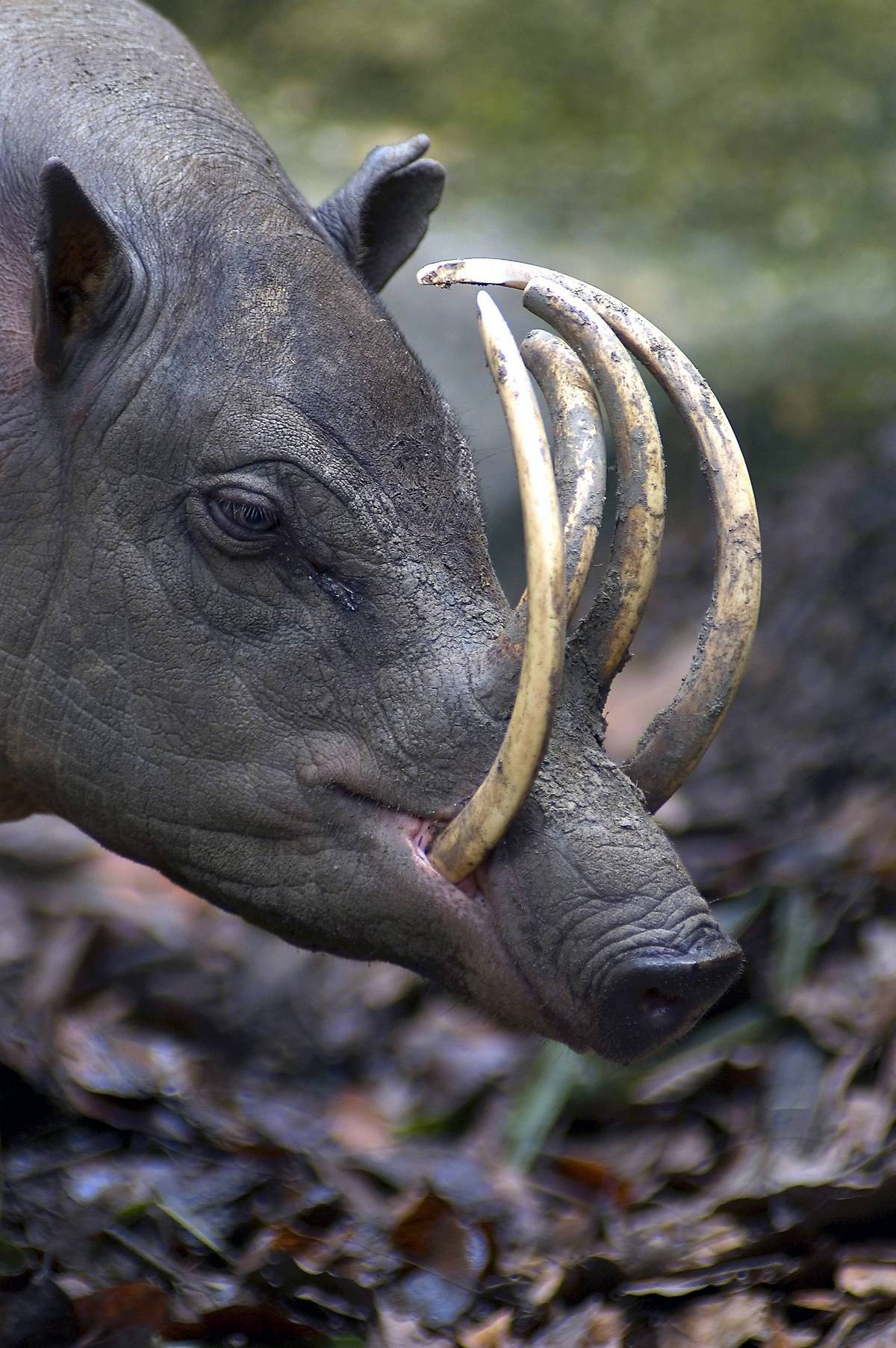 1200x1805, 258 Kb / Бабирусса, рога