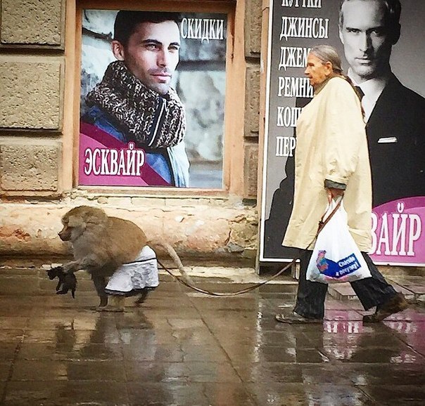 604x578, 113 Kb / обезьянка, котенок, бабка