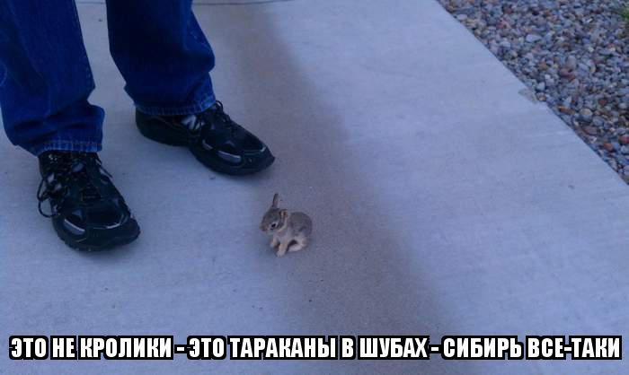 700x418, 39 Kb / Ноги, кролик, таракан