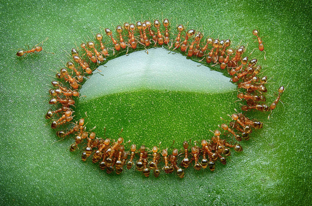 1060x700, 362 Kb / капля, муравьи