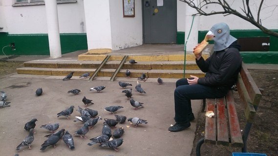 569x319, 44 Kb / голуби, маска, крошки, батон