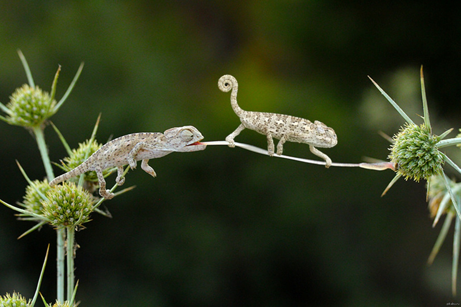 1600x1067, 269 Kb / хамелеон, язык, джентльмен