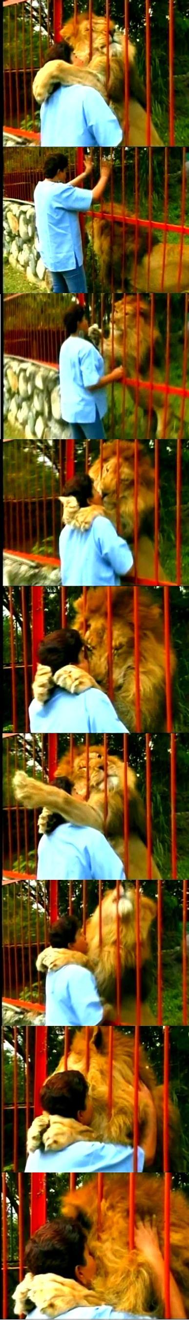 387x2693, 173 Kb / зоопарк, клетка, лев