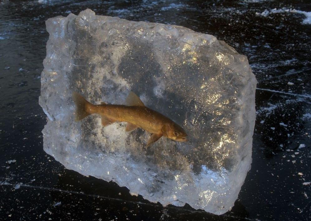 997x709, 115 Kb / лёд, рыба