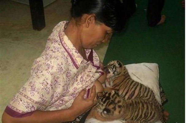 607x402, 64 Kb / тигрята, кормление, грудью