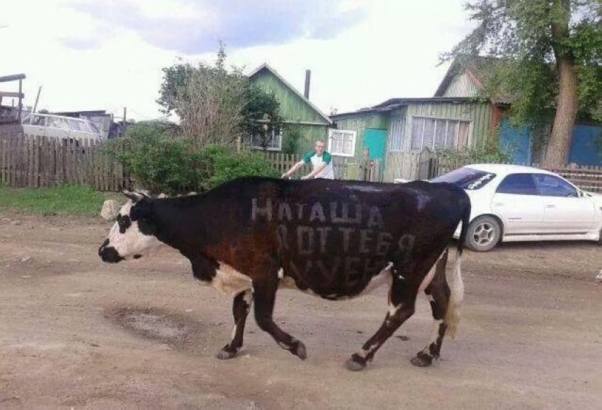 850x580, 184 Kb / корова, надпись, наташа