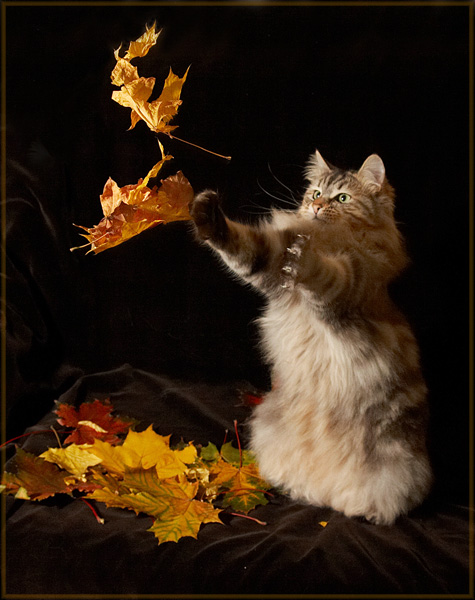 475x600, 97 Kb / кот, листья