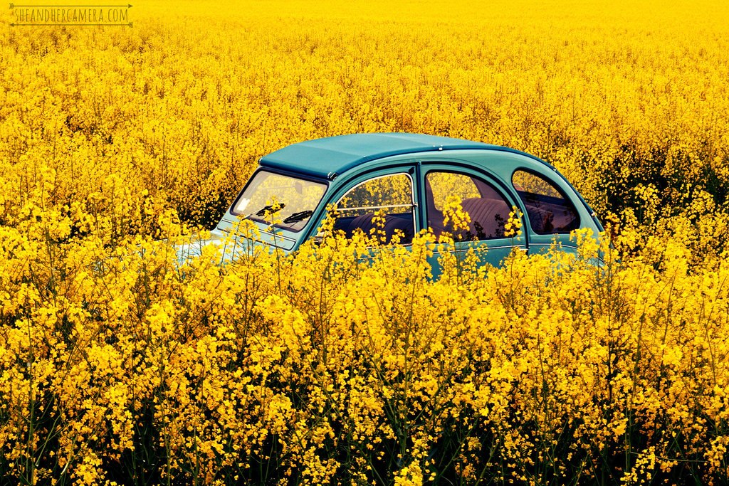 1024x683, 374 Kb / ситроен, авто, ретро, поле, цветы, желтые