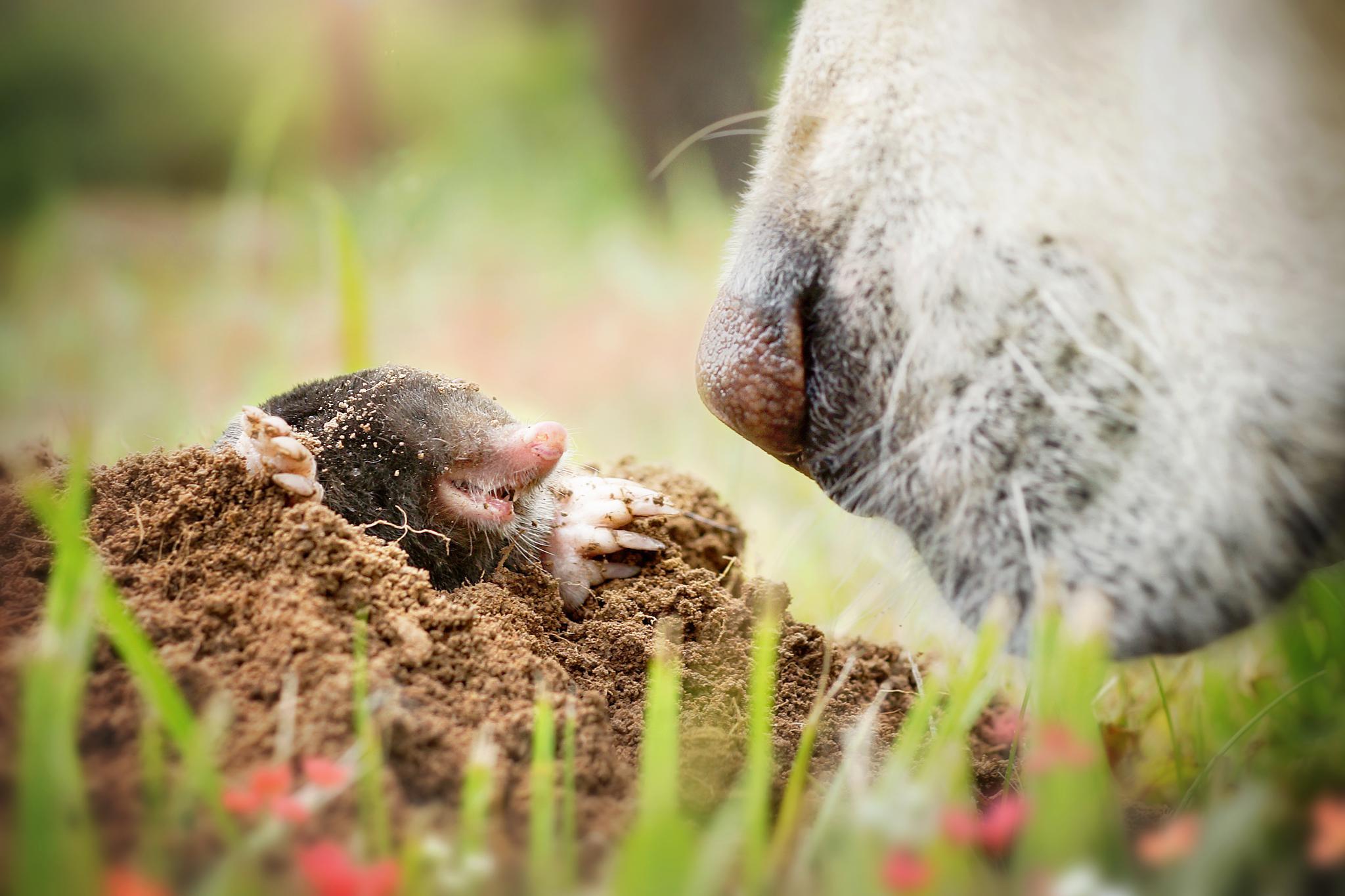 2048x1365, 232 Kb / Крот, собака, нос, земля, встреча