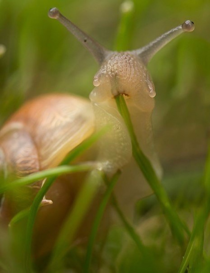 675x877, 93 Kb / улитка, трава, ест