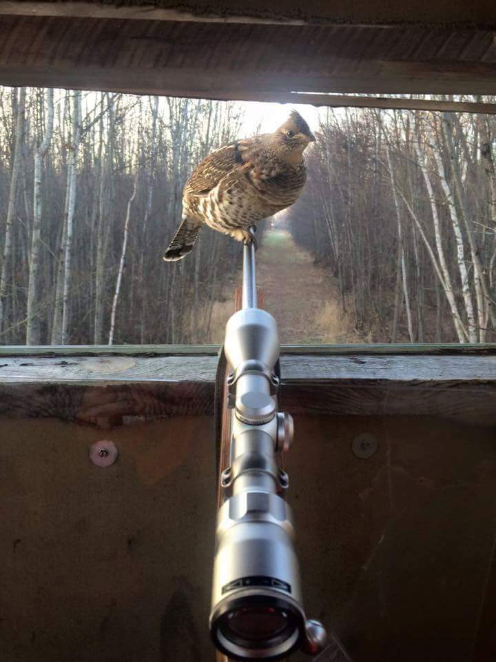 720x960, 65 Kb / куропатка, винтовка, прицел, оптика, березы, рябчик