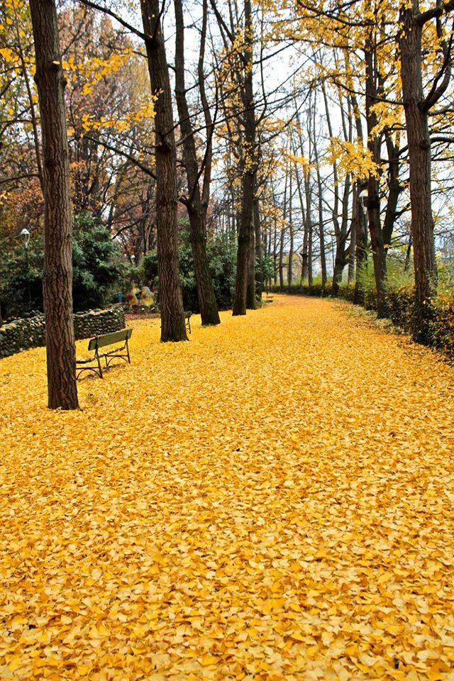 640x960, 183 Kb / парк, скамейка, листья, желтые, листопад, дорожка, осень