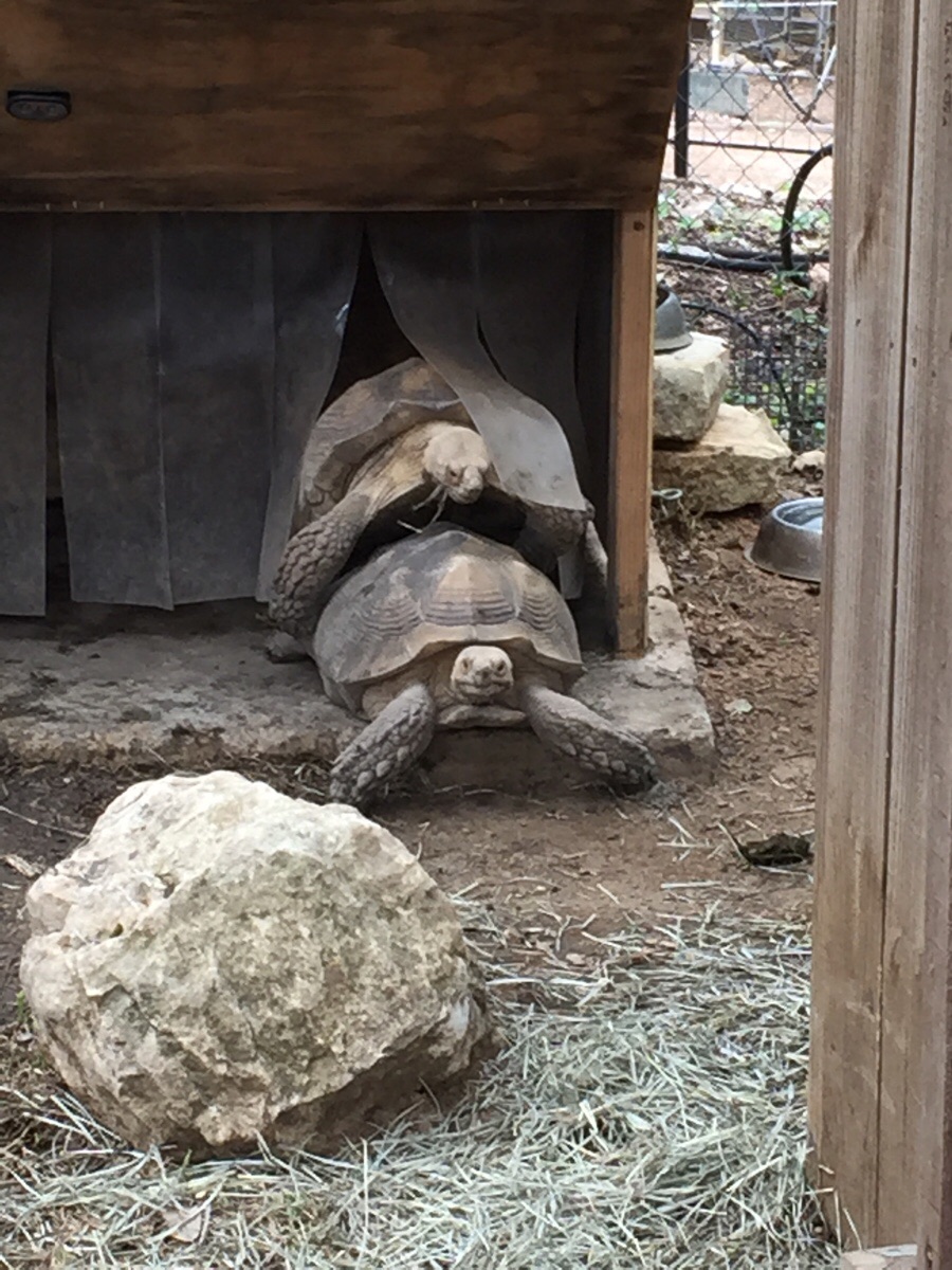 900x1200, 317 Kb / черепахи, секс, загон, вольер, камень