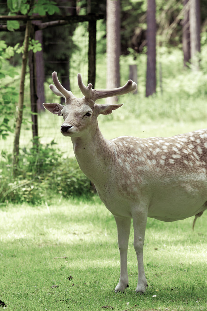 683x1024, 161 Kb / олень