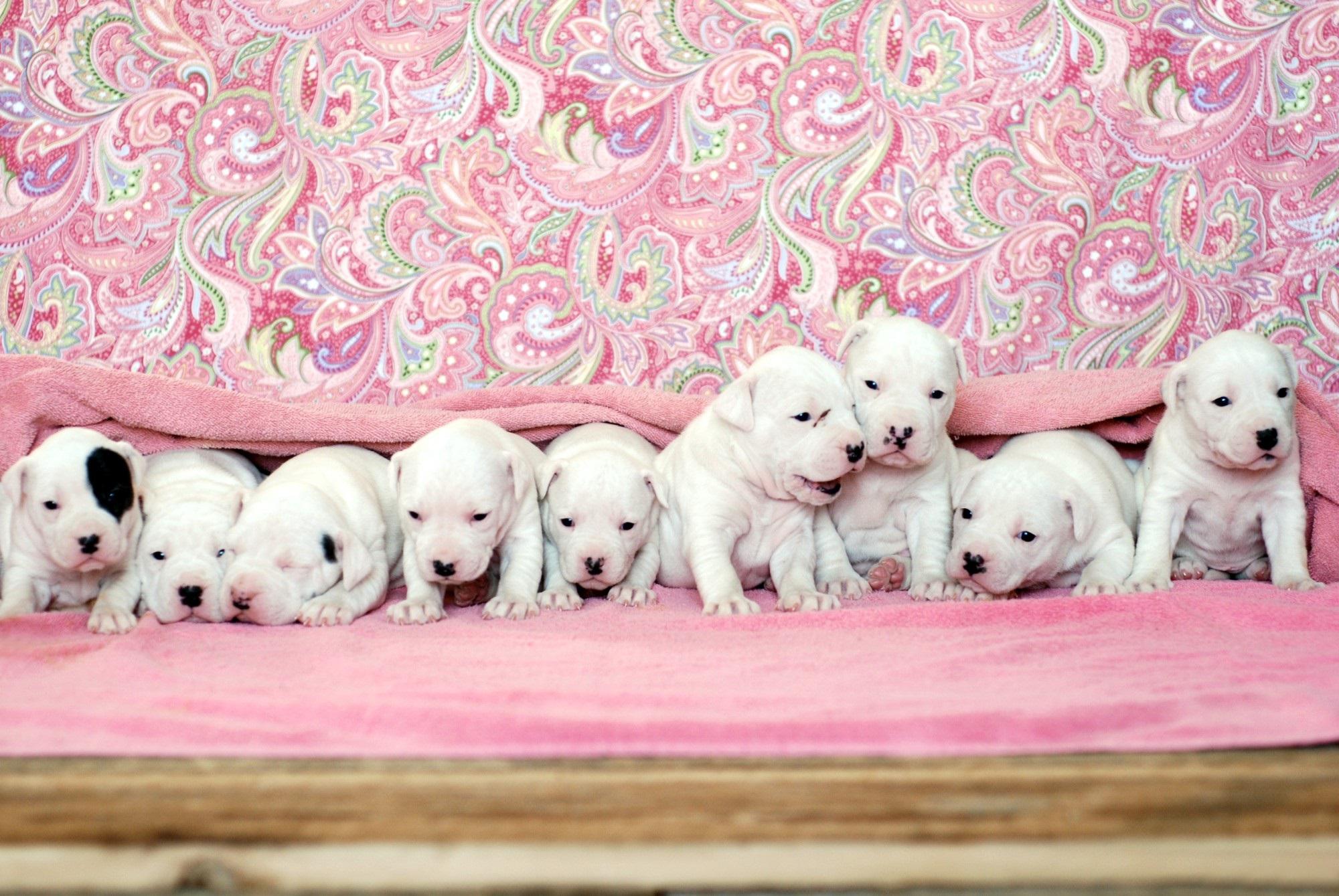 2000x1339, 363 Kb / собаки, далматинцы, щенята