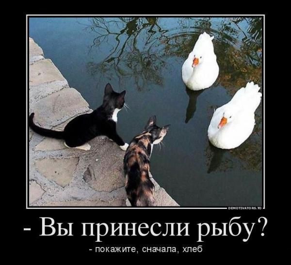 600x547, 82 Kb / Кошки, лебеди, вода, обмен