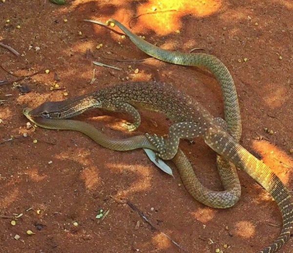 600x518, 269 Kb / игуана, змея, варан